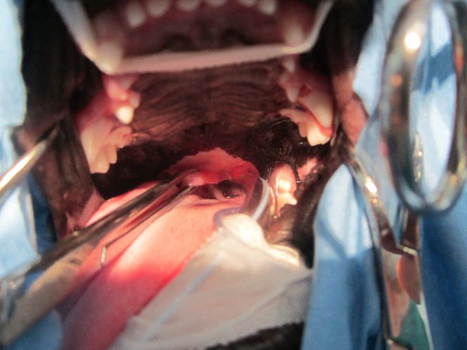 Brachycephalic dog with overlong soft palate undergoing soft palate shortening